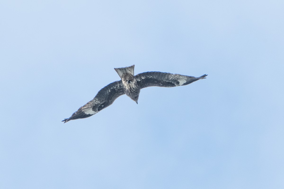 Black Kite - Guido Van den Troost