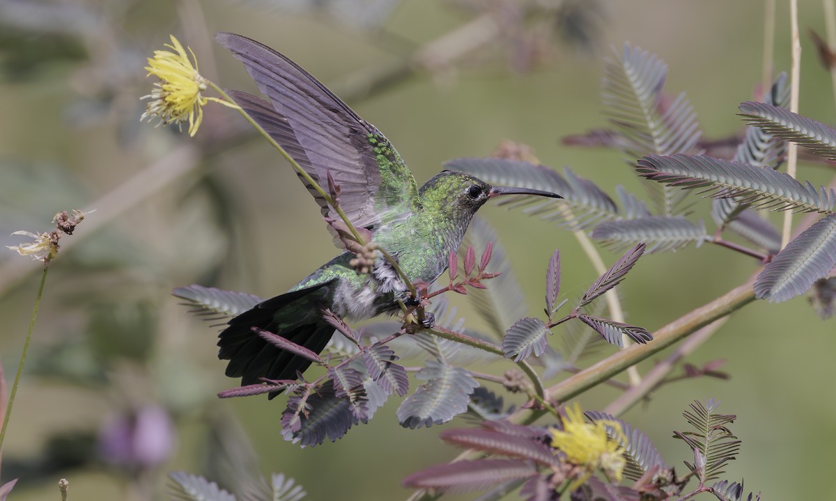 kolibřík zelenoocasý - ML617920211