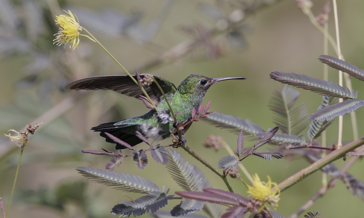 Зелёнохвостый колибри - ML617920212
