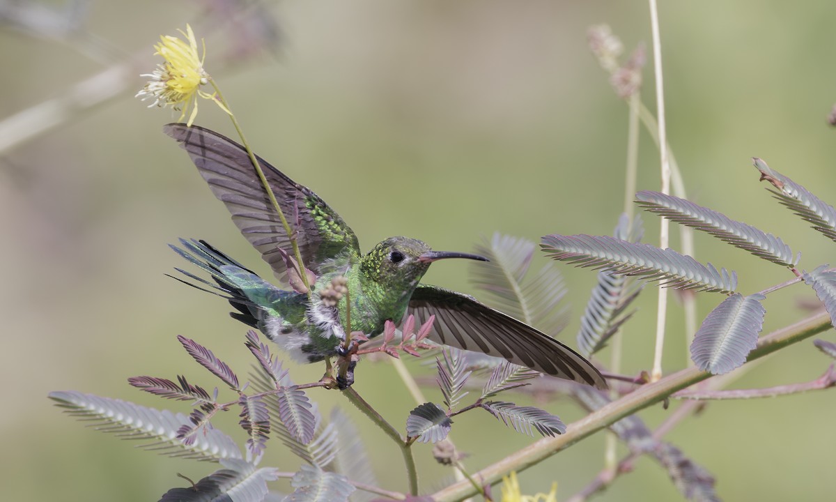 kolibřík zelenoocasý - ML617920213