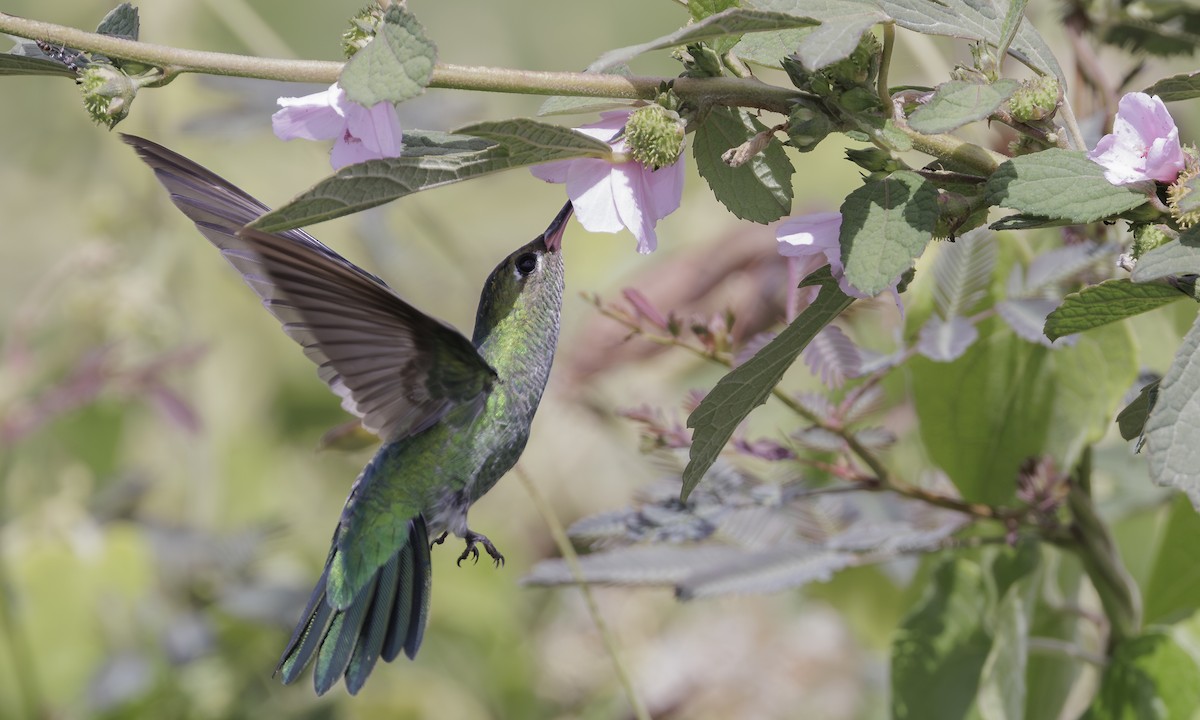 kolibřík zelenoocasý - ML617920214