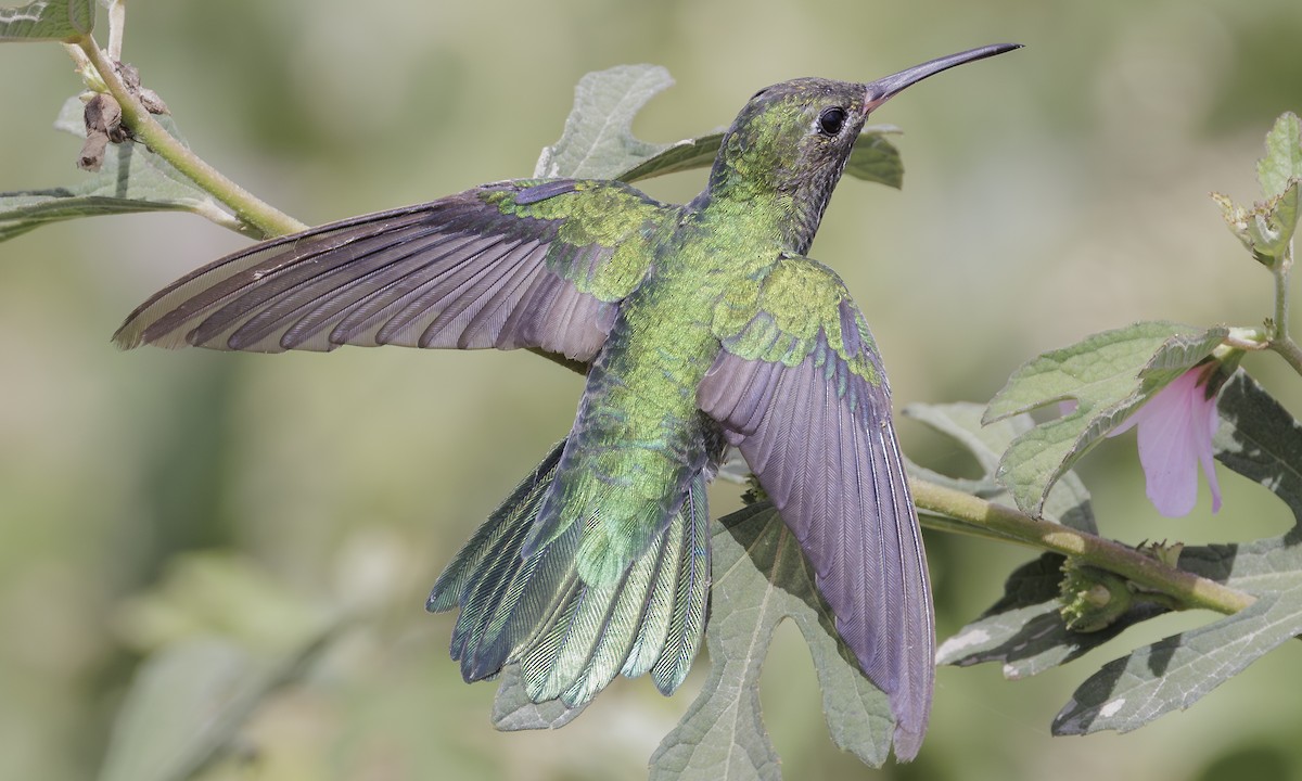 kolibřík zelenoocasý - ML617920215