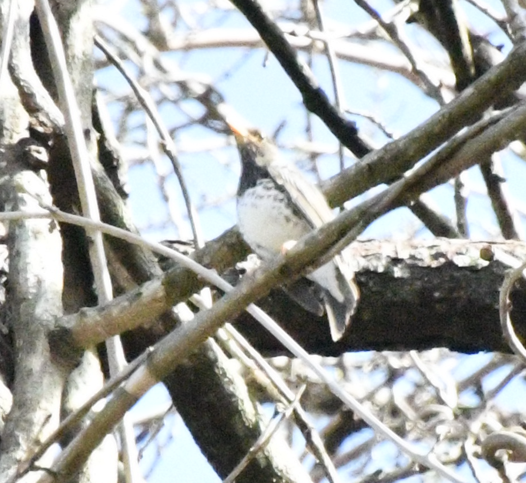 Japanese Thrush - Cliff Miller