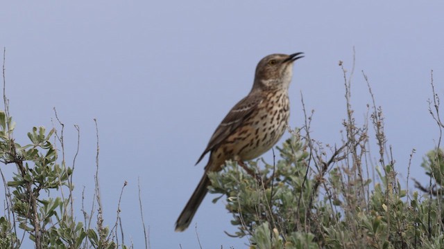 Sage Thrasher - ML617920260