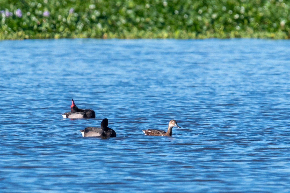 Rosy-billed Pochard - ML617920300