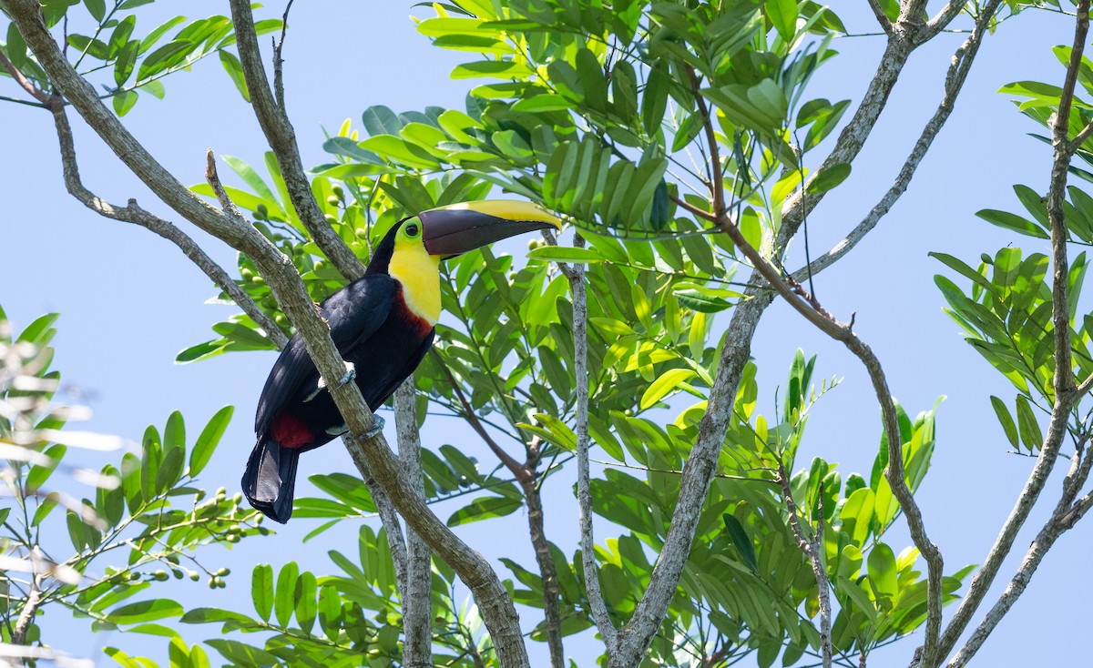 Yellow-throated Toucan - ML617920331