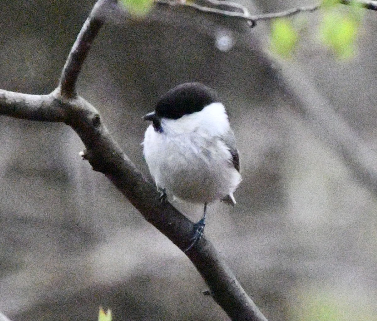 Willow Tit - ML617920339