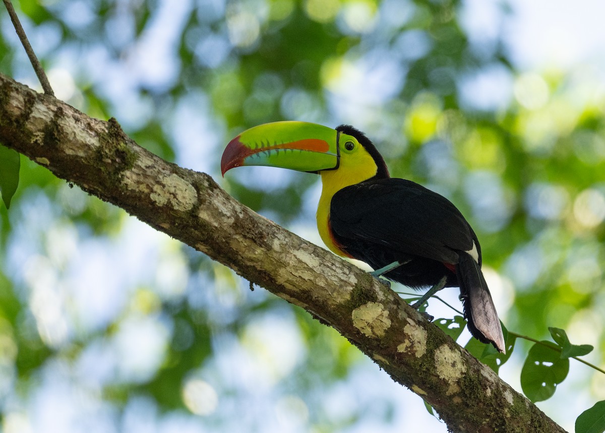 Keel-billed Toucan - ML617920342