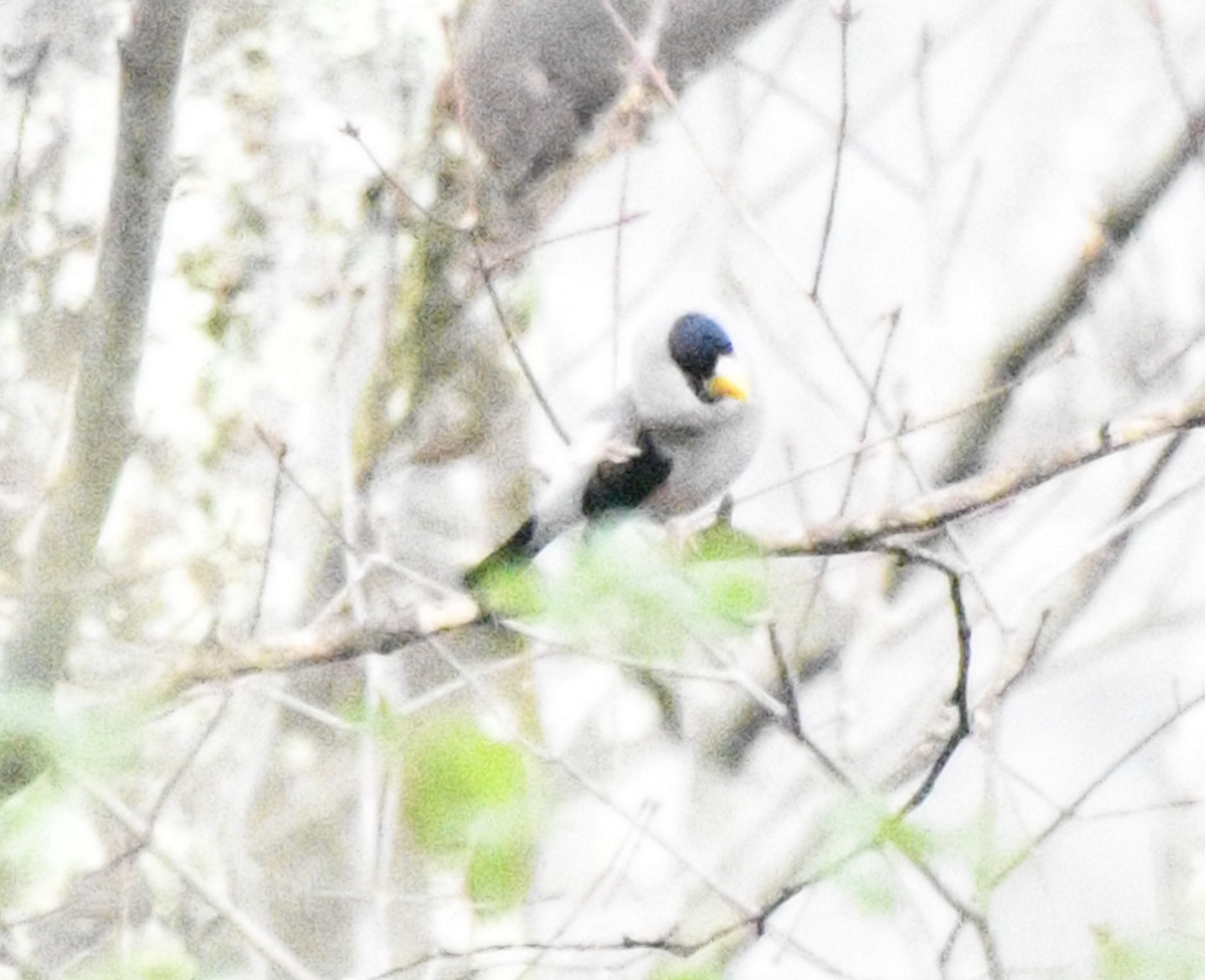 Japanese Grosbeak - ML617920360