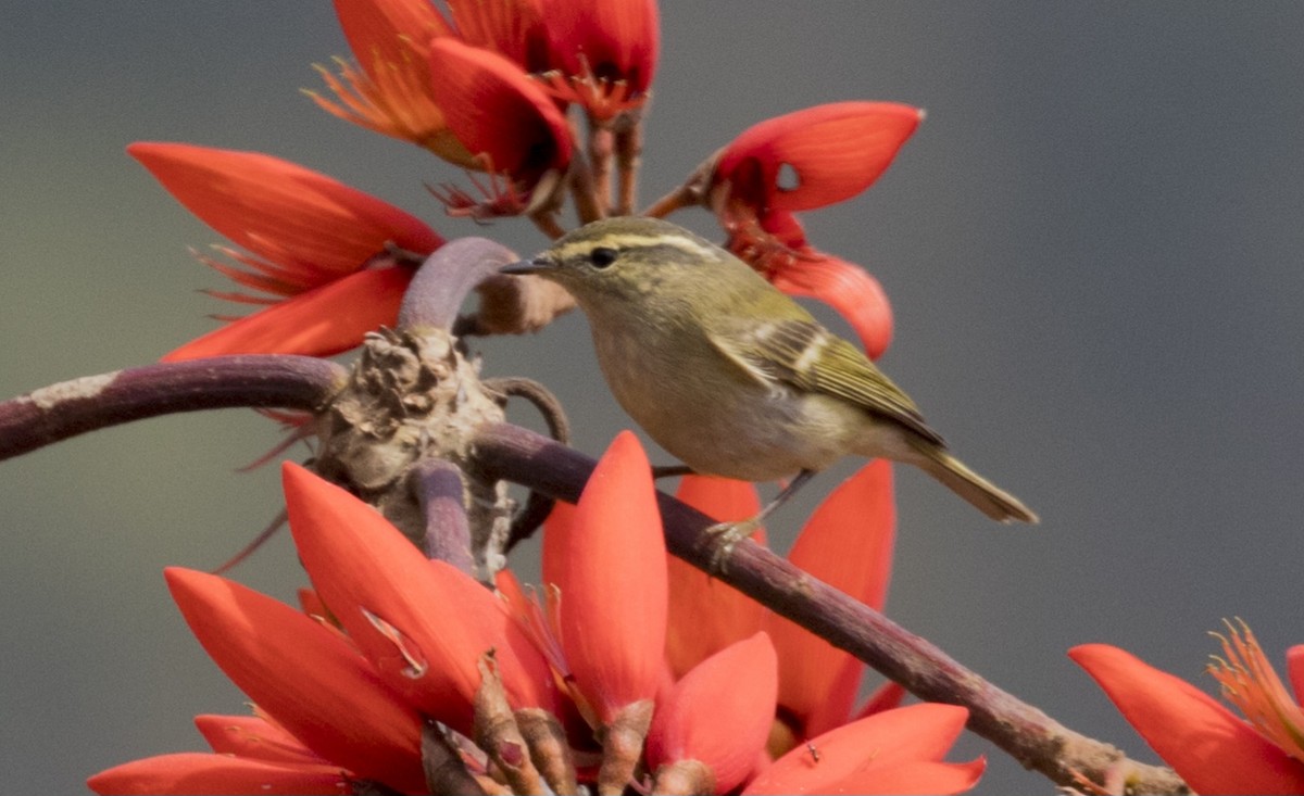 Buff-barred Warbler - Supriya  Malhotra