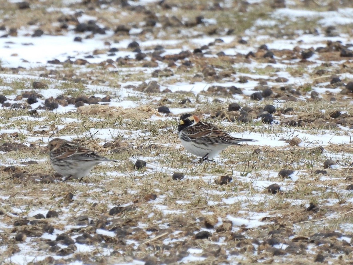 Lapland Longspur - Emmanuel Hains