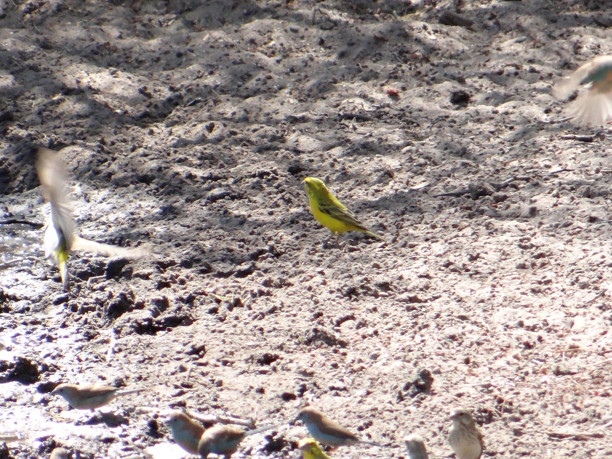 Yellow Canary - ML617920507