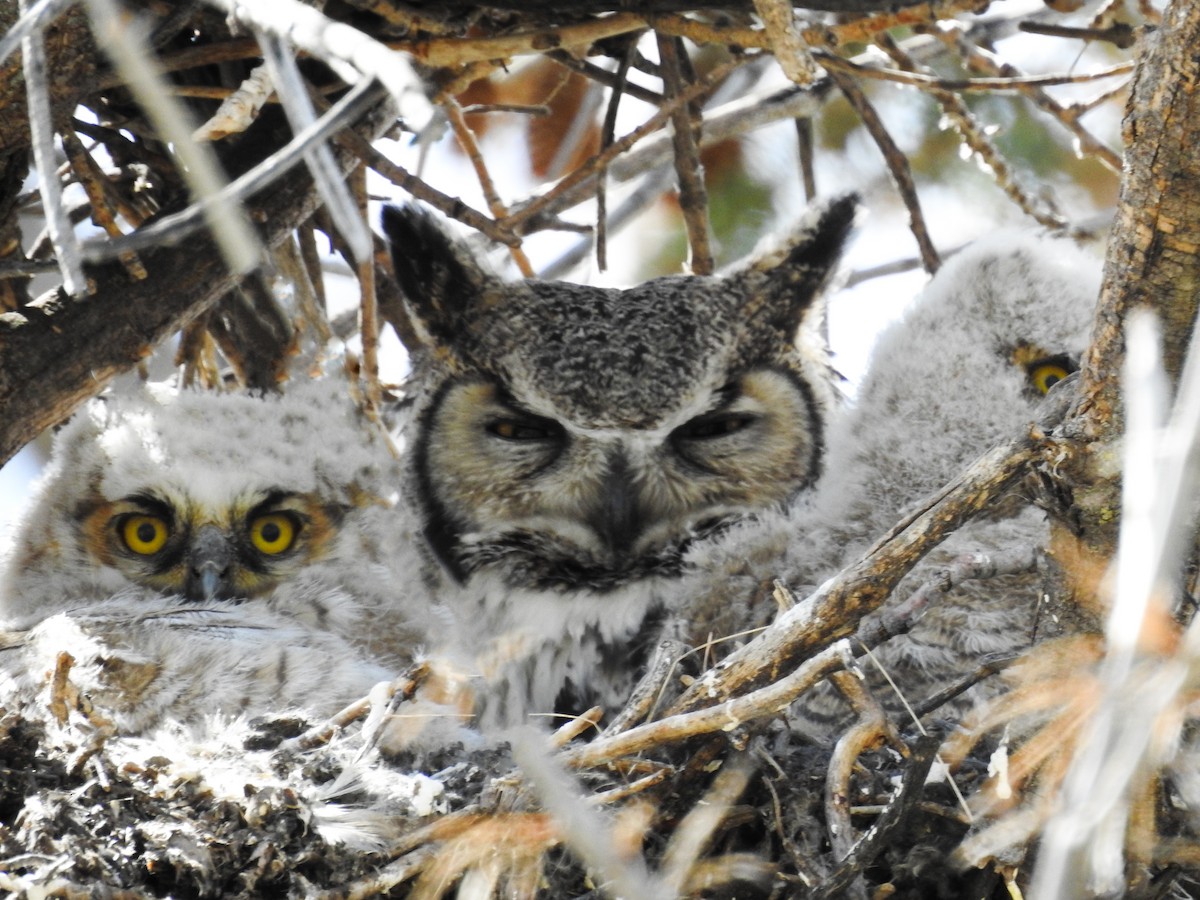 Great Horned Owl - ML617920535