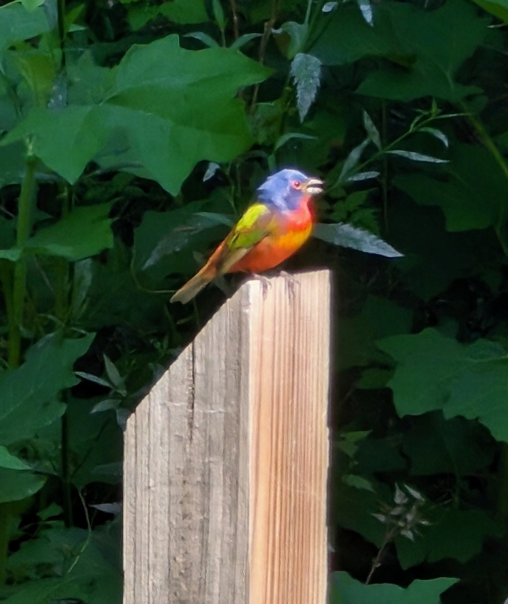 Painted Bunting - Robert J.  Synnett