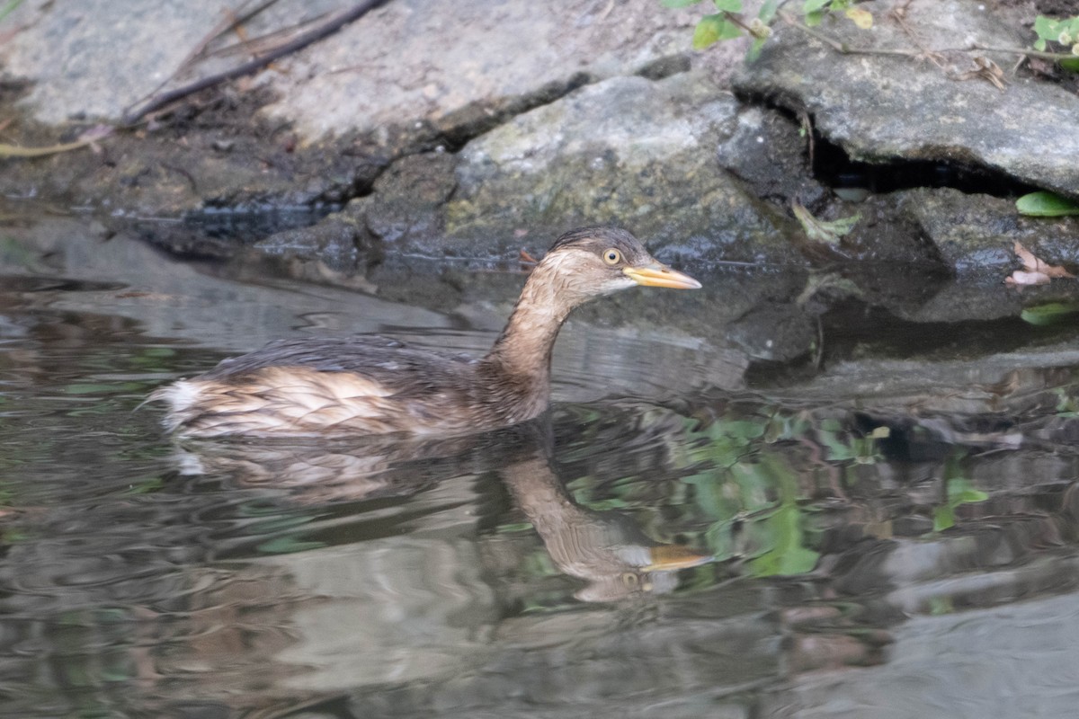 Little Grebe - ML617920669