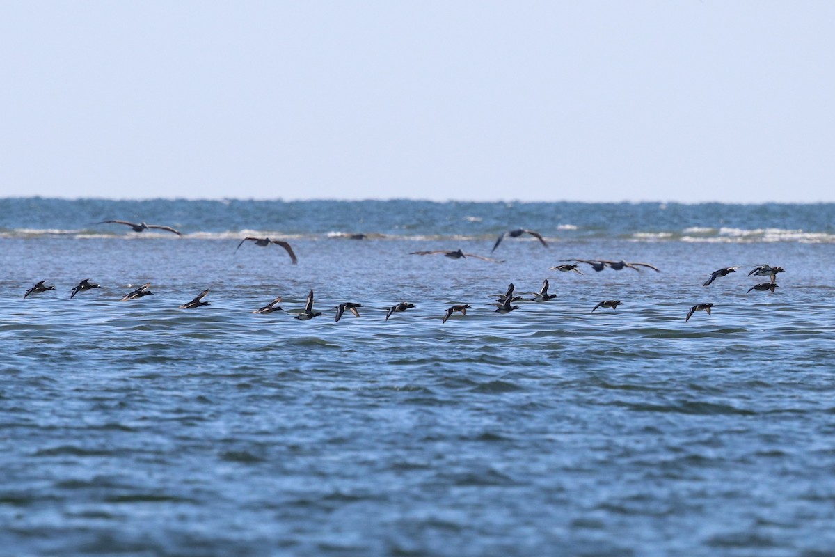 Greater Scaup - ML617920671