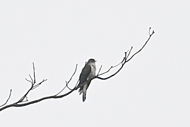 Himalayan Cuckoo - Dong Qiu