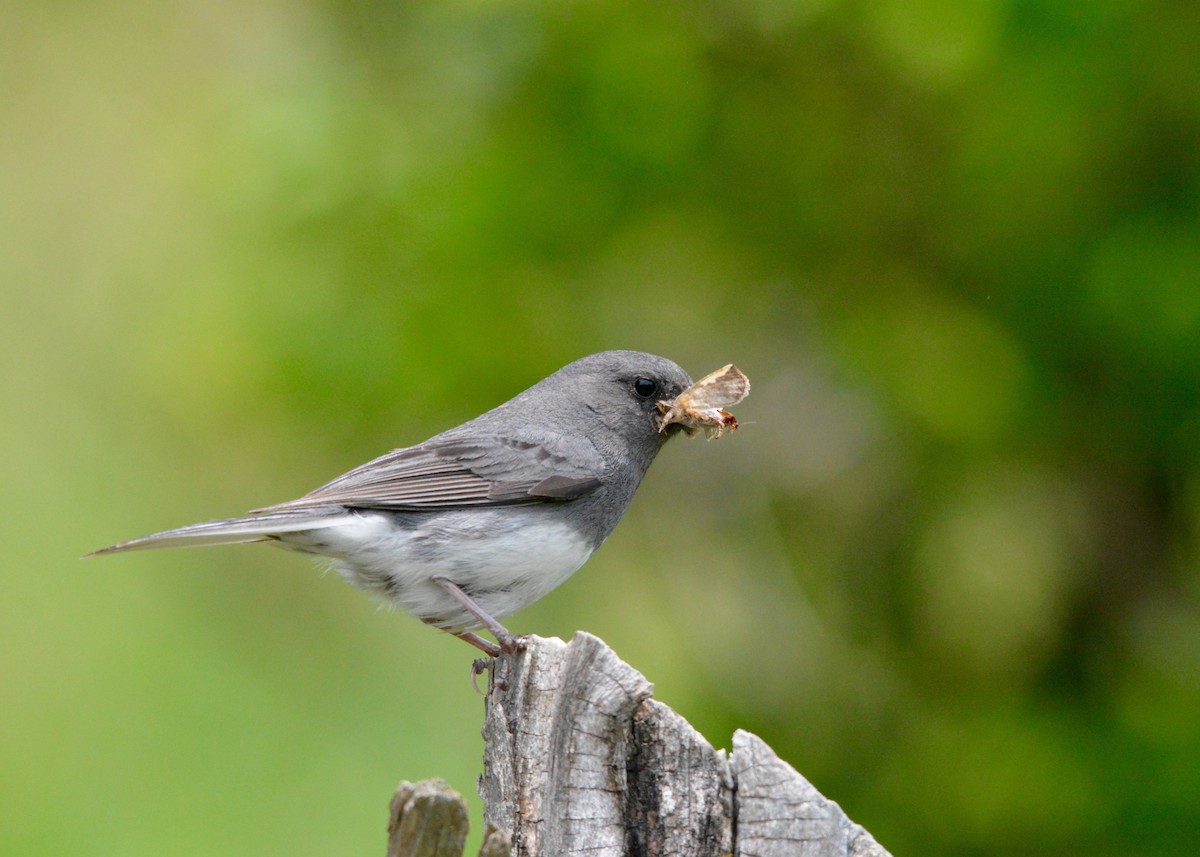 Dark-eyed Junco (Slate-colored) - Ellison Orcutt