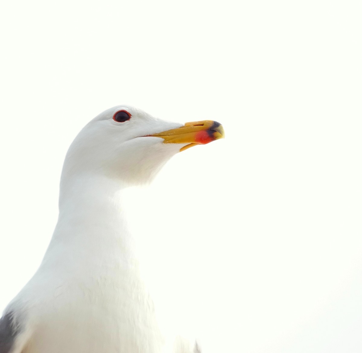 Armenian Gull - ML617920733