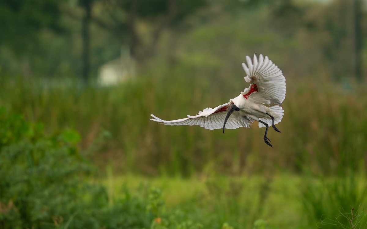 Ibis à tête noire - ML617920788