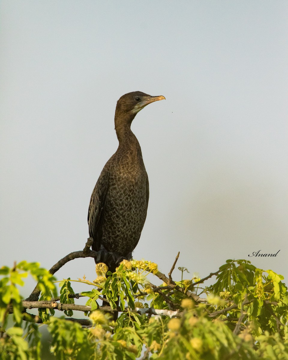 Little Cormorant - ML617920794