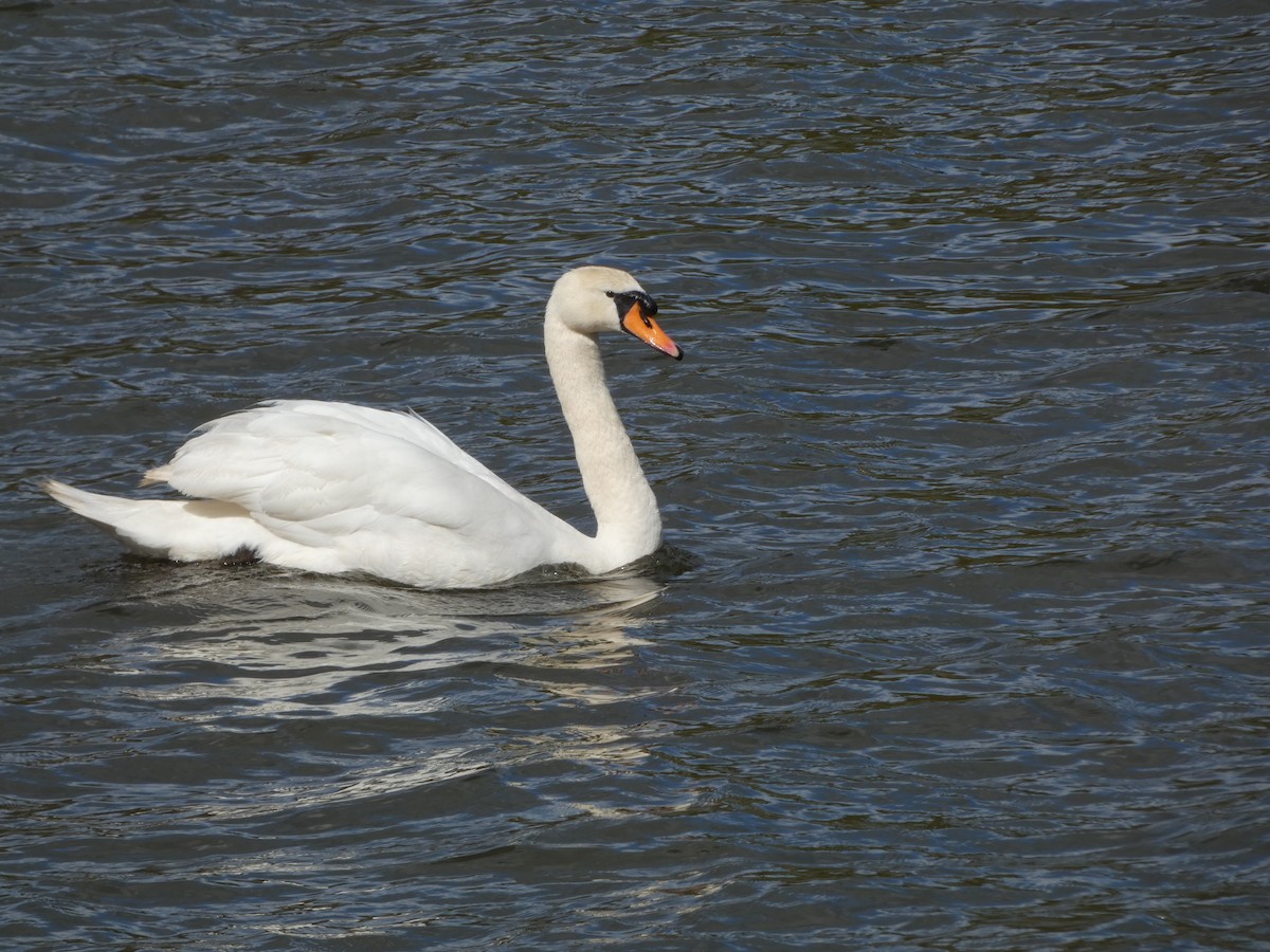 Mute Swan - ML617920839