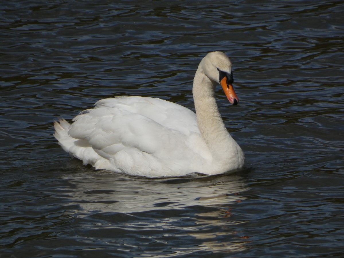 Mute Swan - ML617920841
