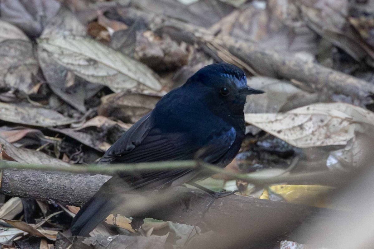 Blue-fronted Robin - ML617920851