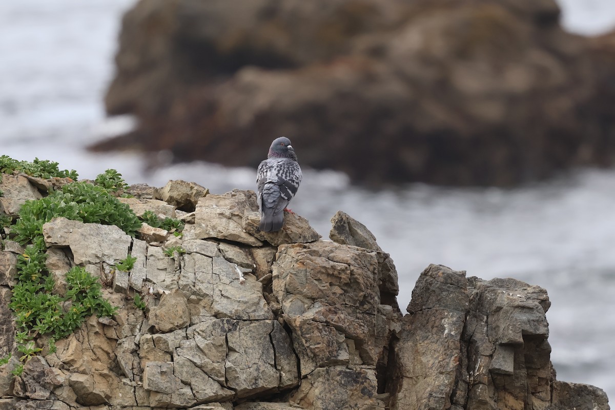 Rock Pigeon (Feral Pigeon) - ML617920900