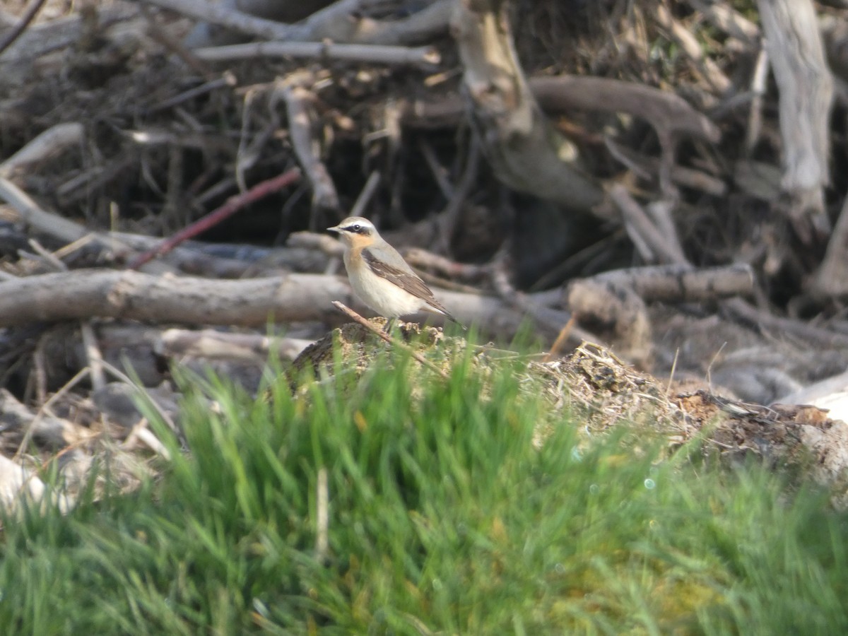 Northern Wheatear - Josh Hedley