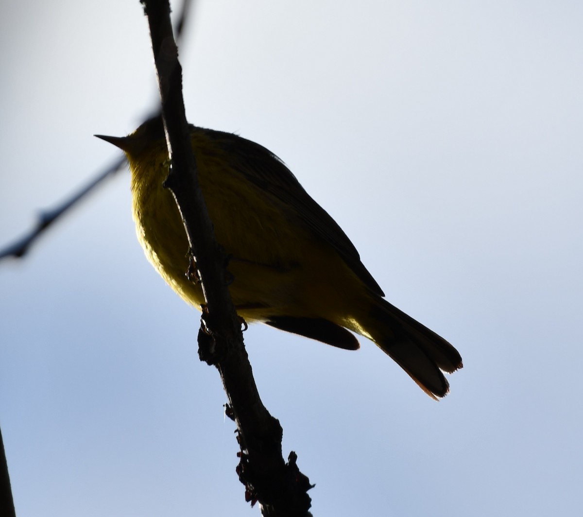 Palm Warbler (Yellow) - ML617920936