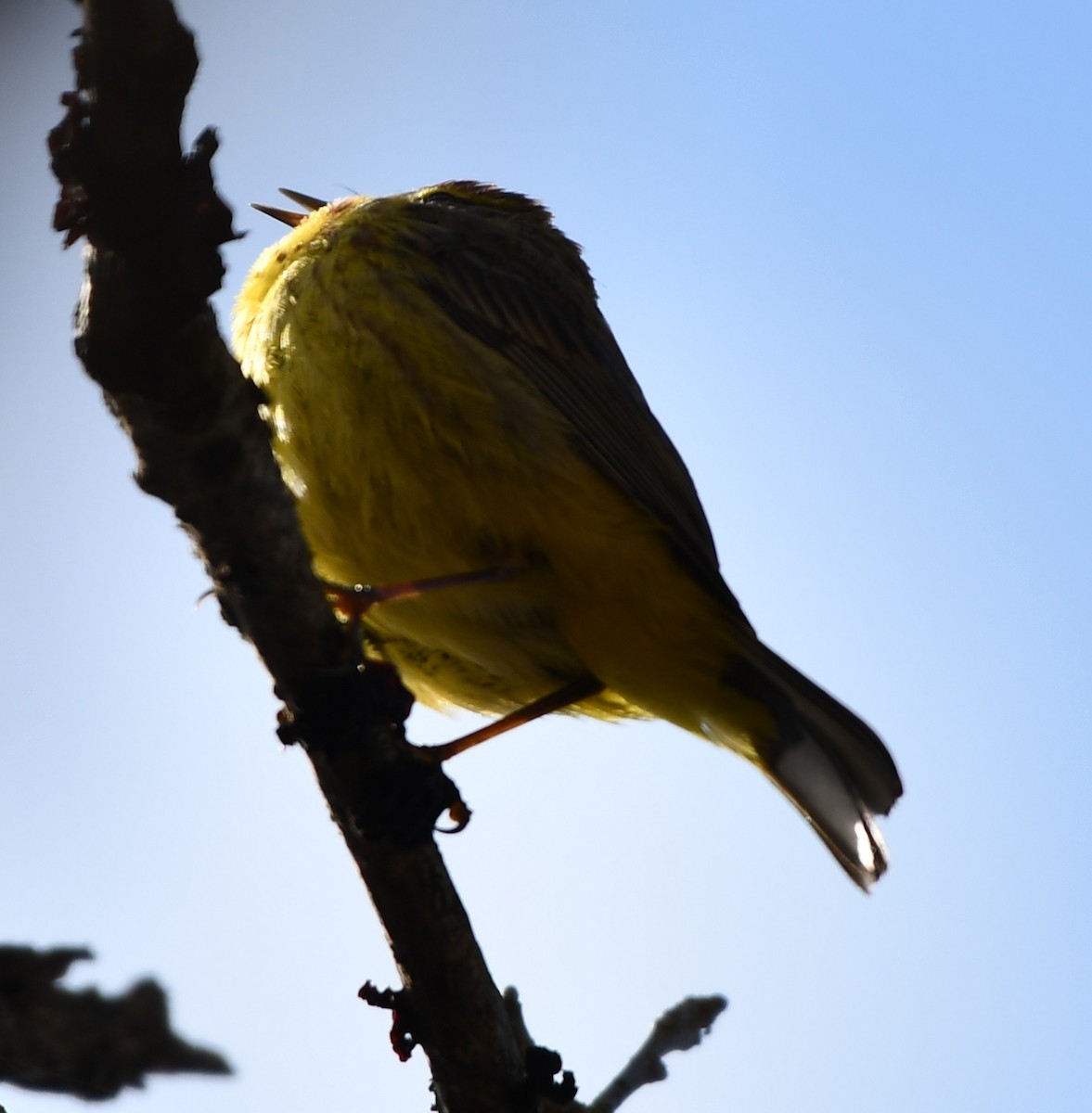 Palm Warbler (Yellow) - ML617920937