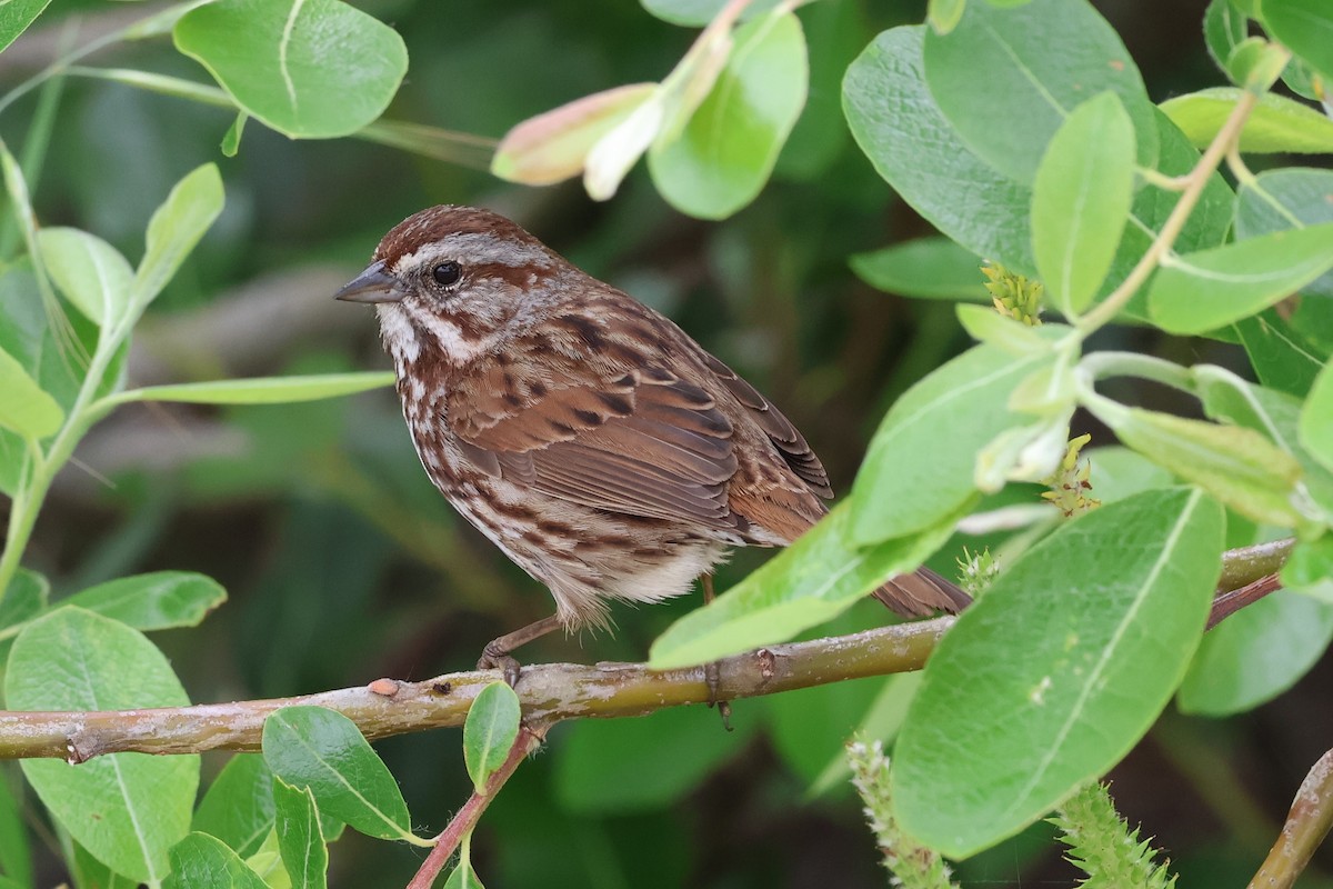 Song Sparrow (heermanni Group) - ML617920950