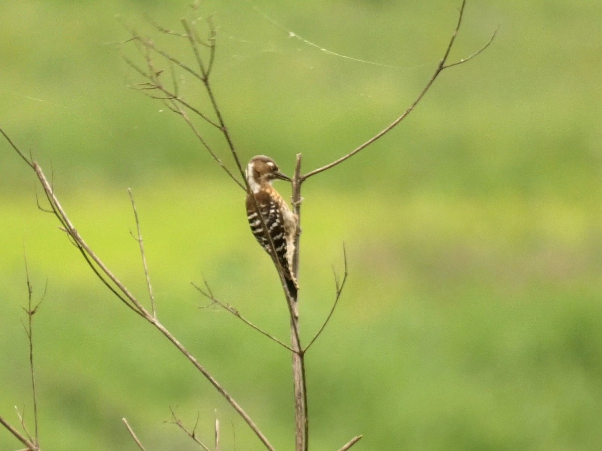 Japanese Pygmy Woodpecker - ML617920959