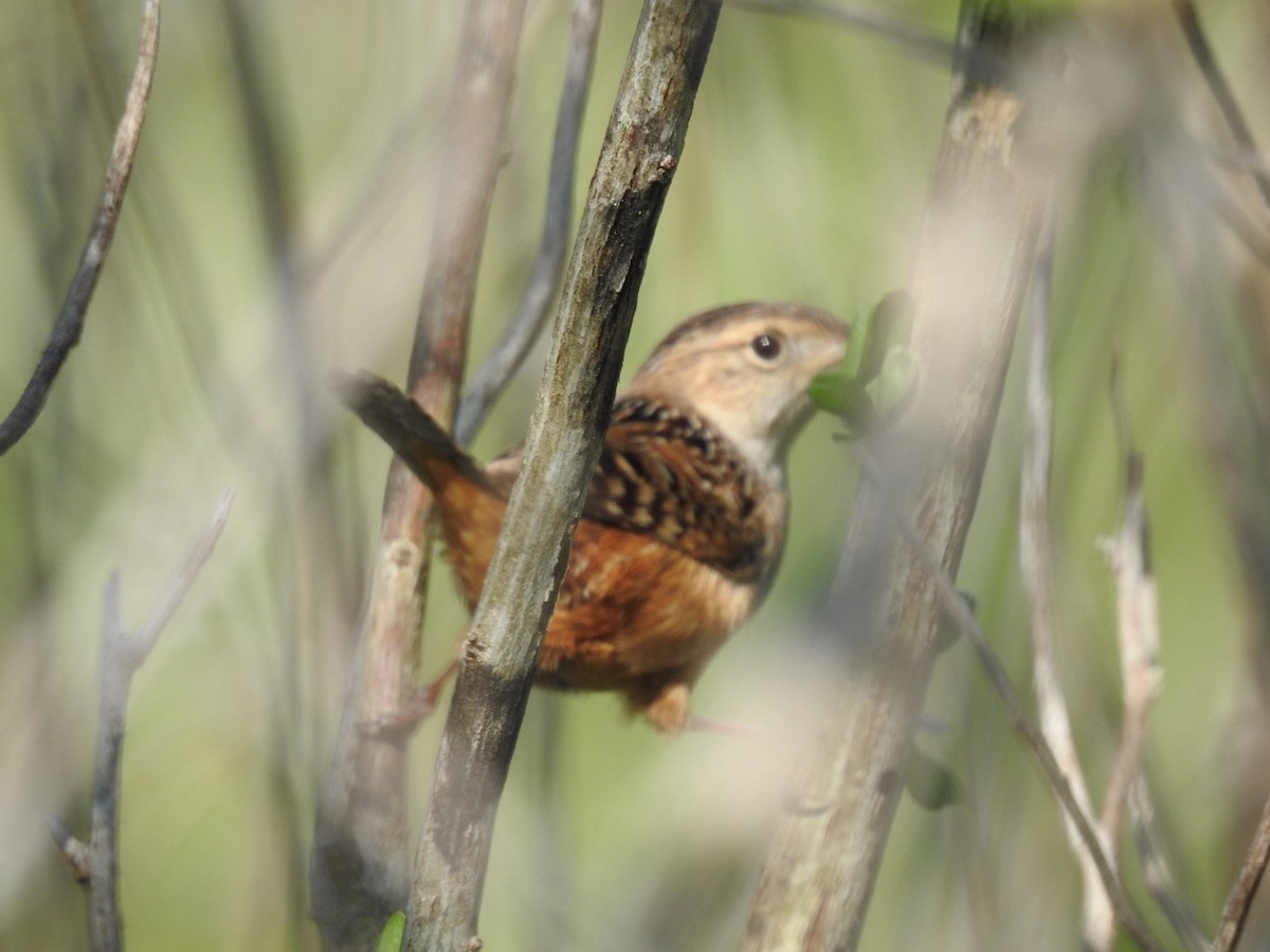 Sedge Wren - ML617920974