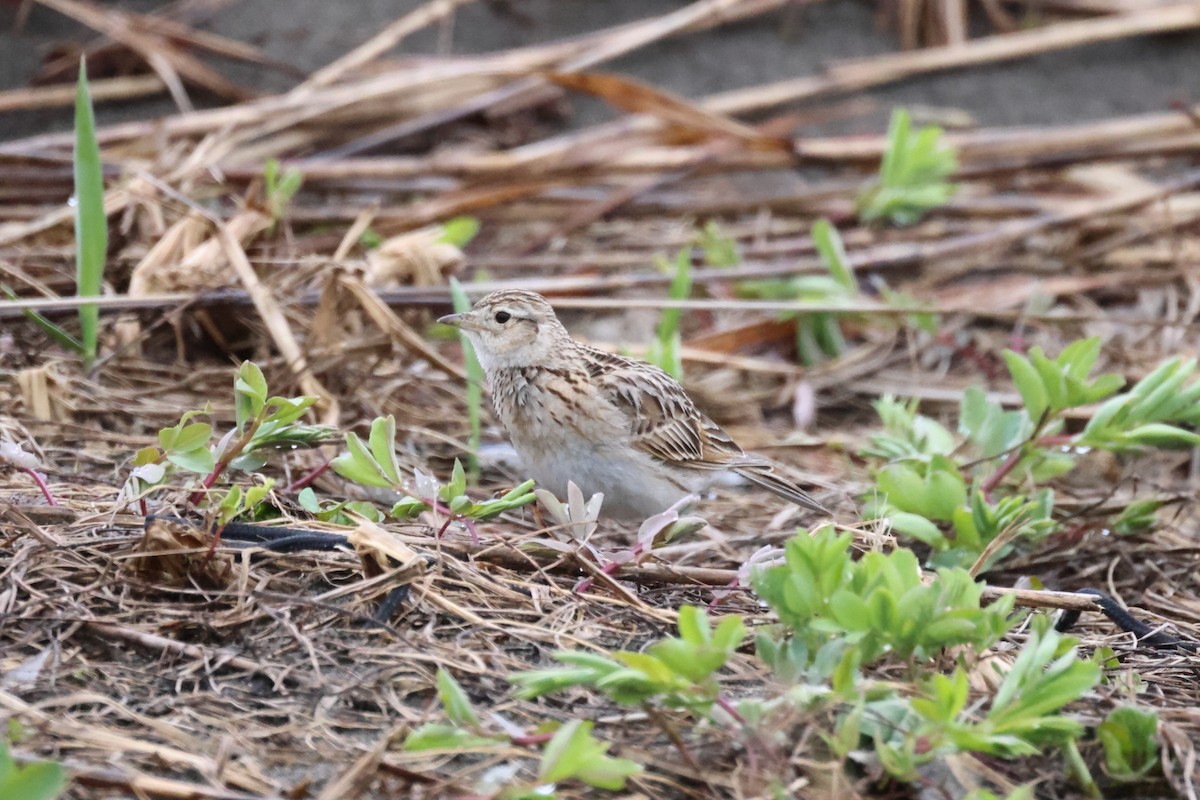 Eurasian Skylark - Akinori Miura