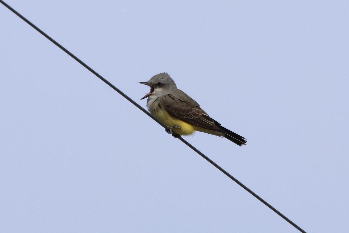 Western Kingbird - ML617921028