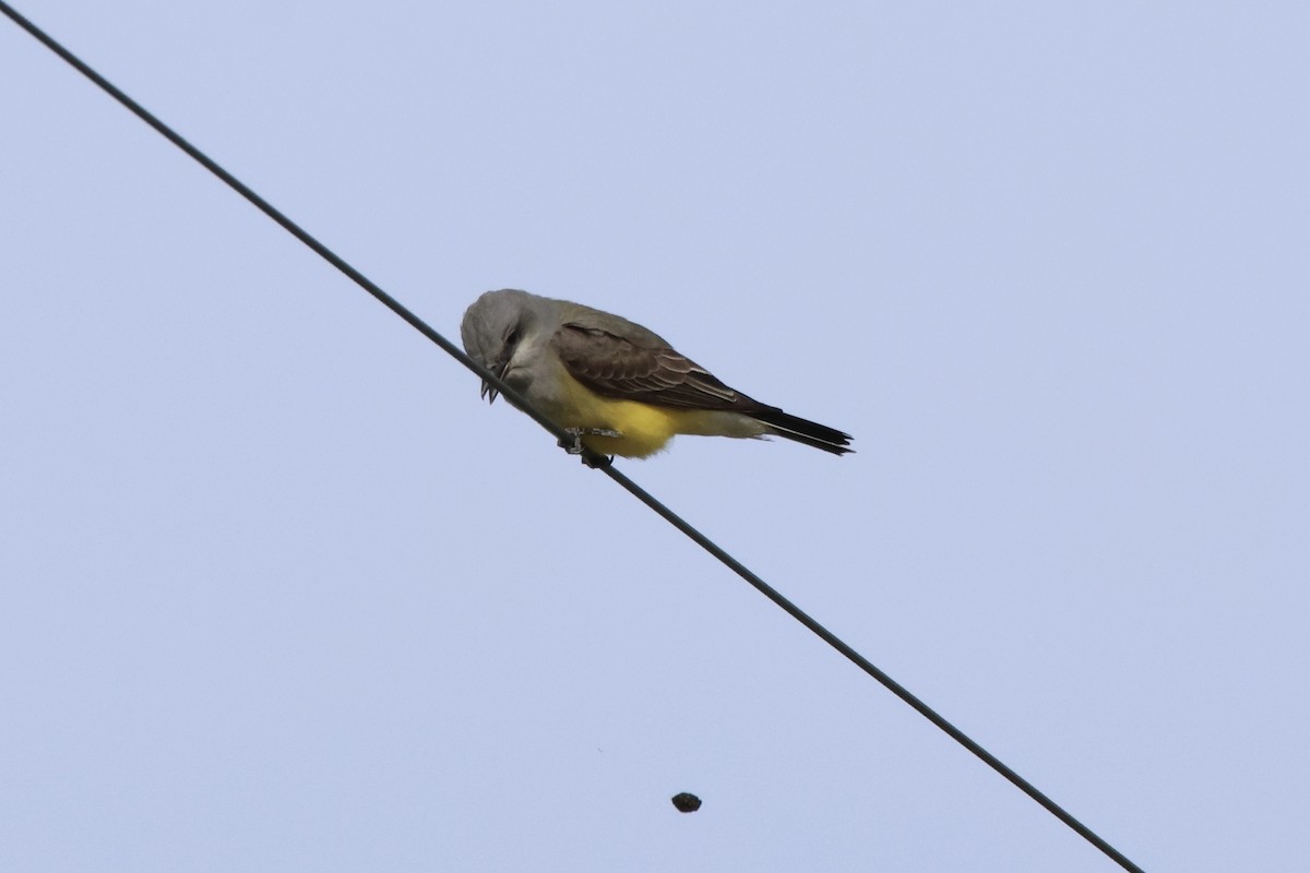 Western Kingbird - ML617921029