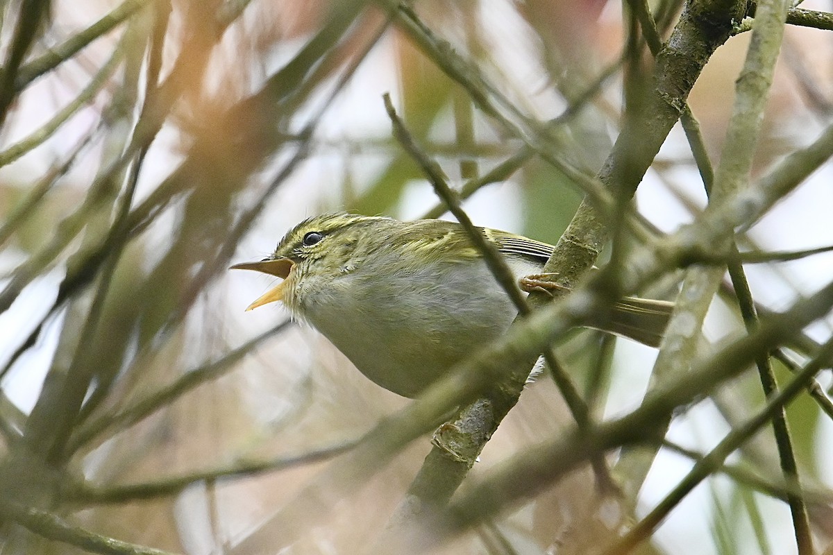 Kloss's Leaf Warbler - Dong Qiu