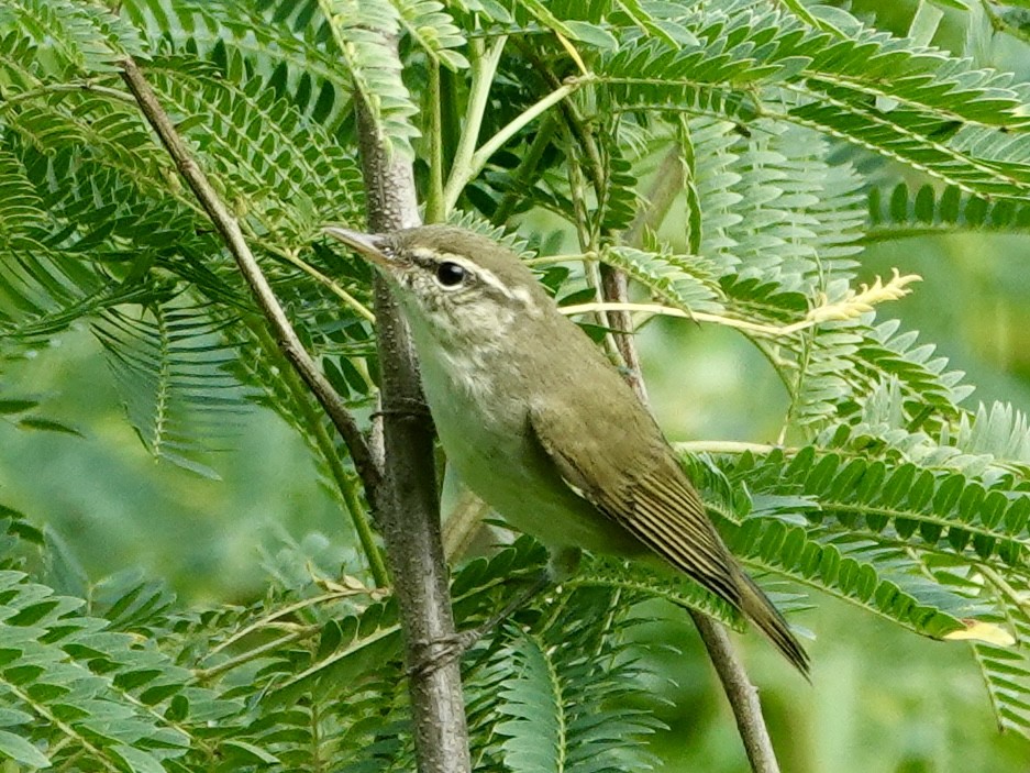 Arctic/Kamchatka Leaf Warbler - Daniel Néron