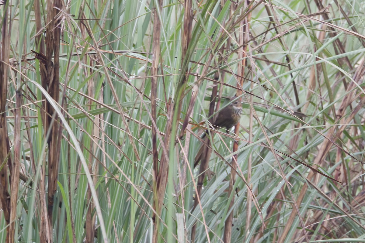 Marsh Babbler - ML617921094