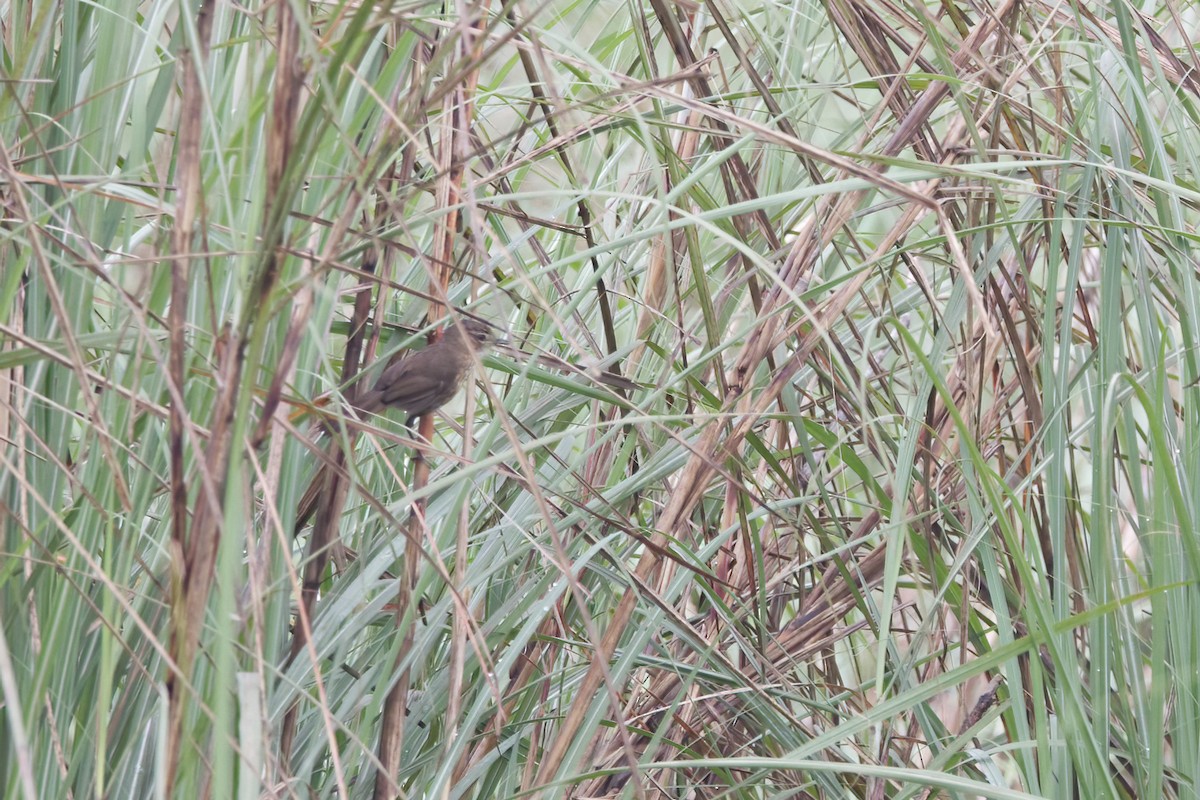 Marsh Babbler - ML617921096