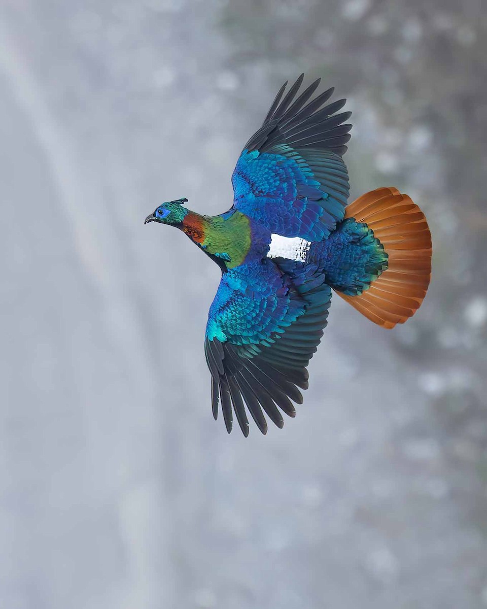 Himalayan Monal - ML617921110