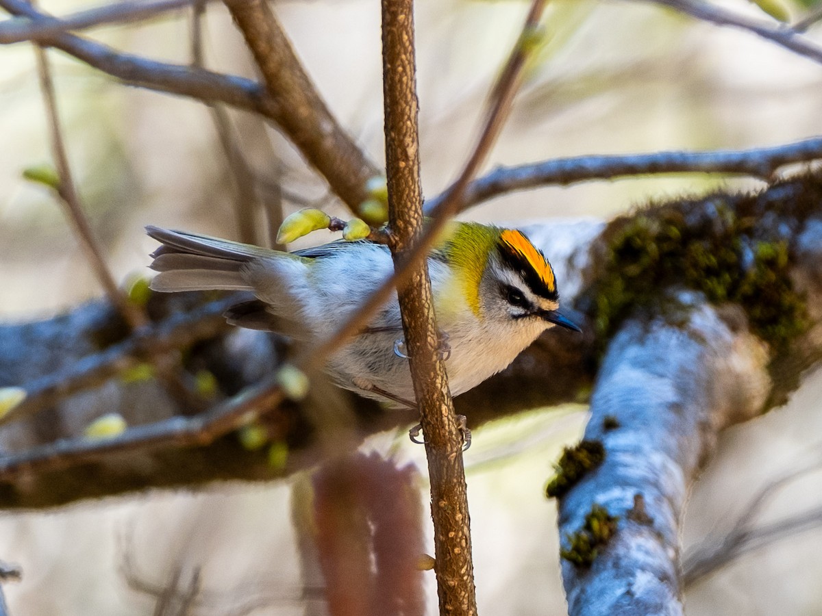 Wintergoldhähnchen - ML617921118