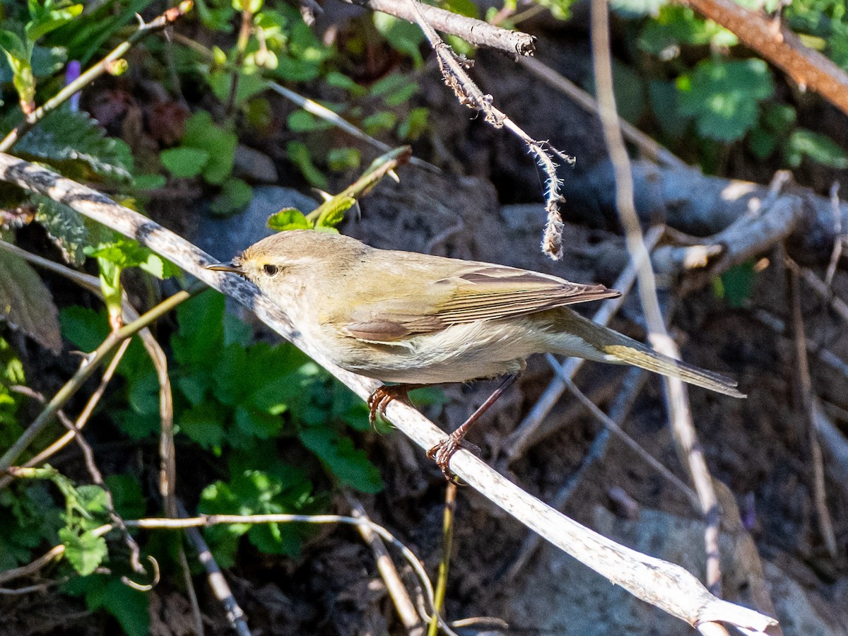 Common Chiffchaff - ML617921176