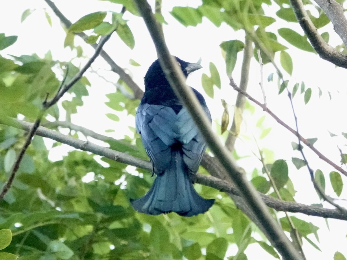 Wallacean Drongo - ML617921270