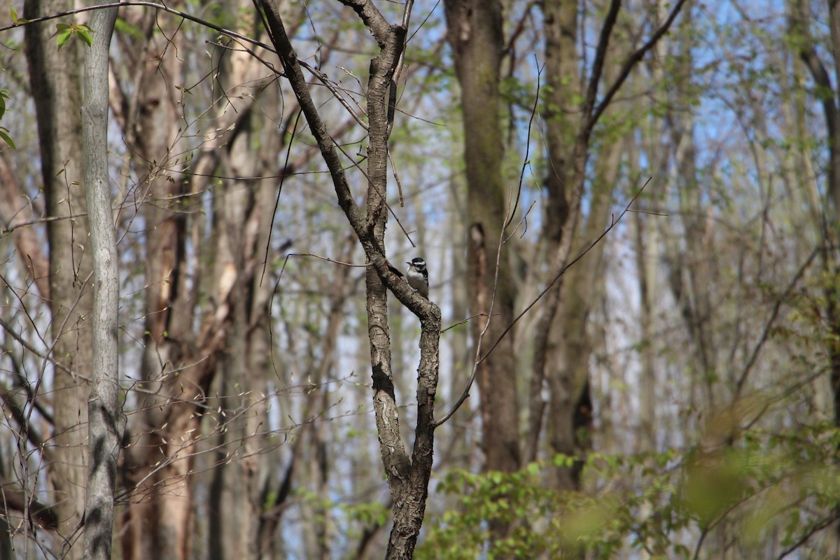 Downy Woodpecker - ML617921281