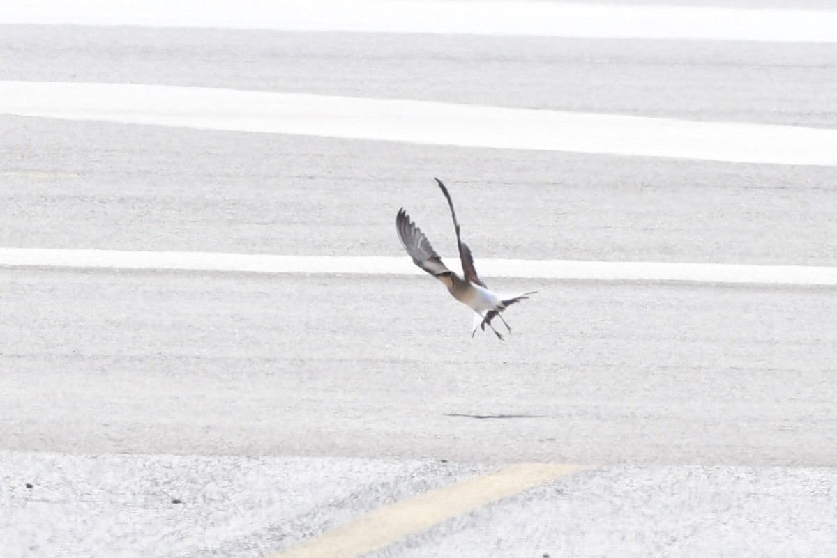 Collared Pratincole - ML617921300