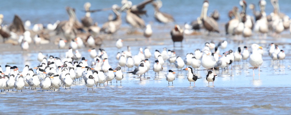 Black Skimmer - ML617921302