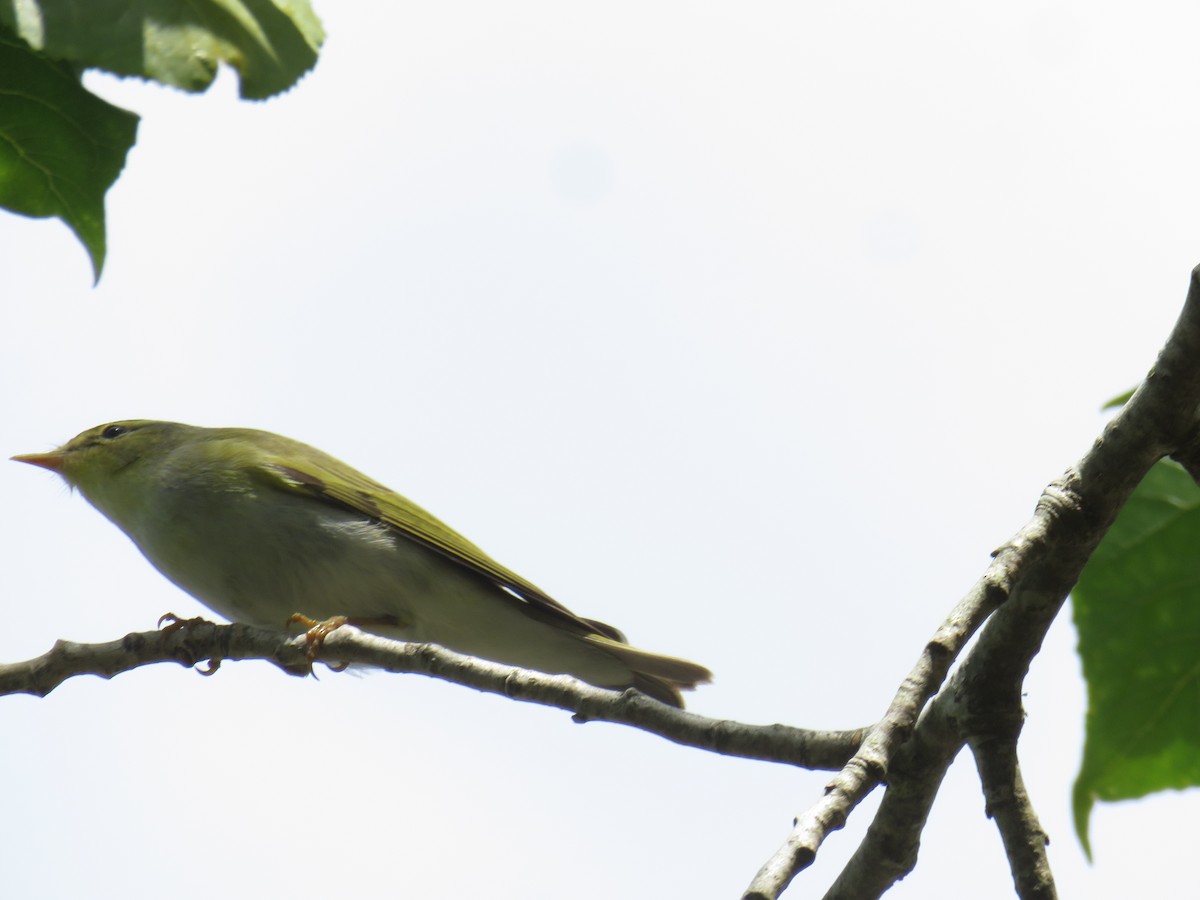 Wood Warbler - ML617921345